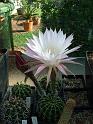 Echinopsis hybr._3